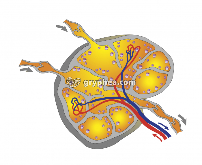 Structure schématique d'un ganglion lymphatique - gryphea.com